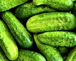 Wisconsin Smr-58 Pickling Cucumber Seeds 50 Seeds  Fast Shipping - $7.99