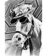 Mr. Ed the ULTIMATE horse pose smiling in sunglasses &amp; hat cult TV serie... - £19.45 GBP