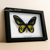 F a380 1d ornithoptera rothschildi thumb200