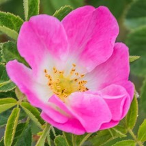 New Fresh USA Seller Rosa Rubiginosa Wild Rose Common Sweet Briar Double White H - £10.30 GBP