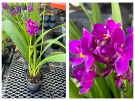 Ground Orchid Bright Purple Spathoglottis Plicata Purple In 4&quot; Pot Live ... - £49.49 GBP