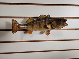 F3 Perch 12&quot; Fish Taxidermy - $89.10