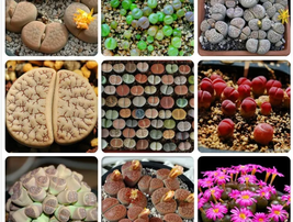 20 Seeds Germany KK&#39;s Mixed 9 Types of Lithops Indoor Bonsai Seeds - £15.97 GBP