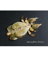 Yellow Walking Leaf Phyllium Pulchrifolium Real Bug Framed Entomology Sh... - $129.02 CAD