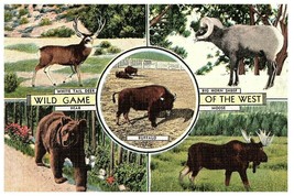 Wild Game Of The West Bear~Moose~Big Horn Sheep~Deer c1940&#39;s Postcard - £5.41 GBP