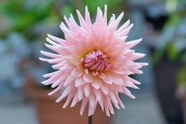 PWO Dahlia Variabilis - Cactus Mix seed - £2.24 GBP