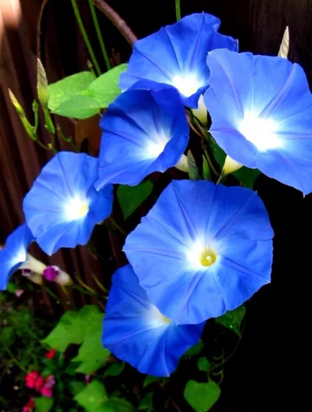 USA Seller Fresh30 Heavenly Blue Morning Glory Vine Seeds Loads Of Large... - $12.98
