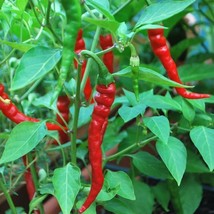 New Seeds Mpb#11 Cayenne Long Slim Pepper Seeds Hot Pepper 100 Thru 2000 Chili P - $14.60