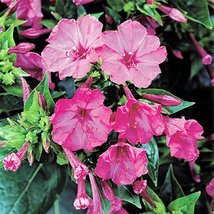 Four O&#39;clock Pink Trumpet, 25+ Seeds, Beautiful Vivid Pink Colored Bloom - £1.25 GBP