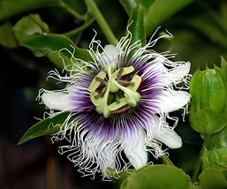 60 Seeds Purple Passiflora Edulis Germination Passion Fruits - £7.91 GBP