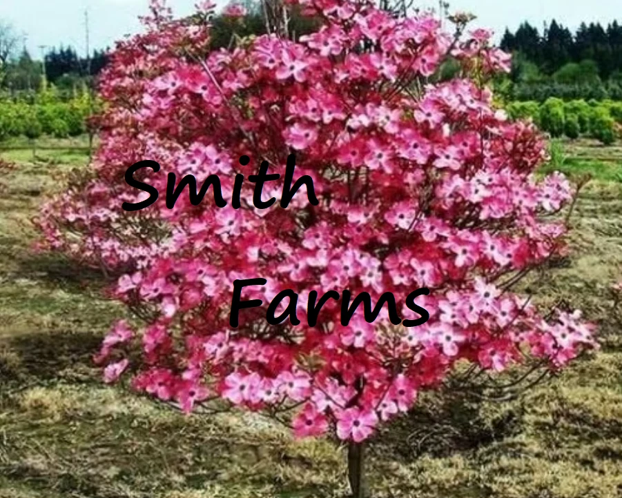 10 Seeds Ruby Red Dogwood Tree Trees Fast US Shipping - €8,33 EUR