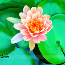 Small Pink Lotus Nelumbo Nucifera Flower Seed Indoor  - $8.55