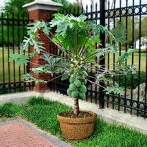 10 Dwarf Solo Papaya Tree Seeds Garden USA Shipping - £12.18 GBP