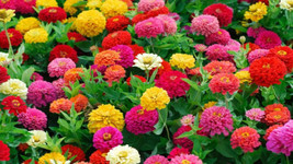 SEPTH 100+ Pompon ZINNIA Flower Seeds (Lilliput Mix color) Showy Dwarf E... - $4.86