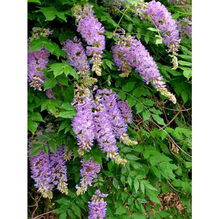 Best 5 AUNT DEE KENTUCKY WISTERIA SEEDS Wisteria macrostachya 'Aunt Dee'
