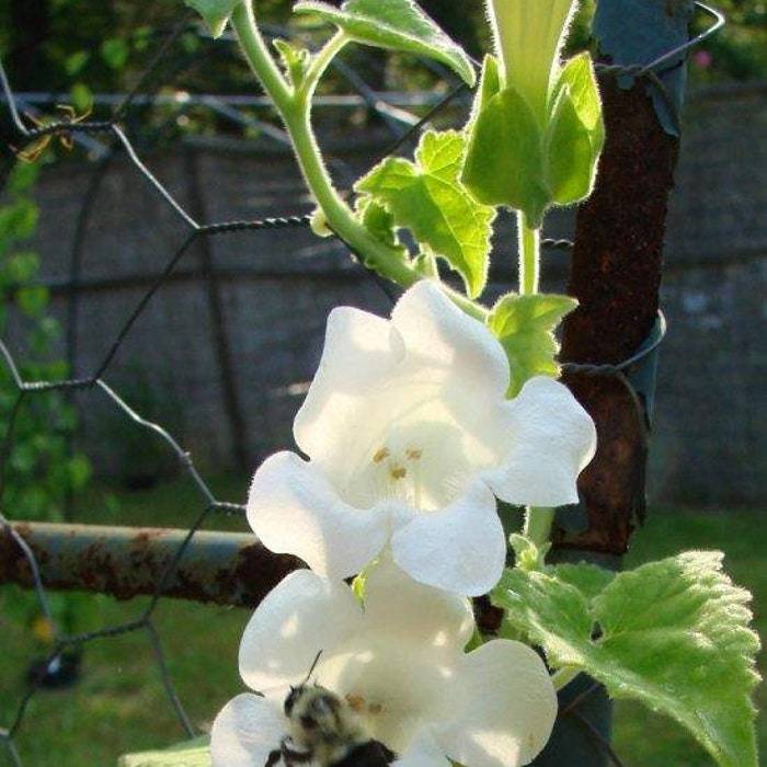 Maurandya Bridal Bouquet Seed Fresh Fast Shipping - $11.88