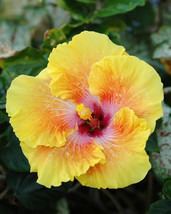 20 Hibiscus Mutabilis Flower Seeds Fw97015 46 Fresh USA Shipping - $15.96