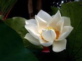 1 Nobility Queen White Lotus Nelumbo Nucifera Seeds - $87.48 MXN