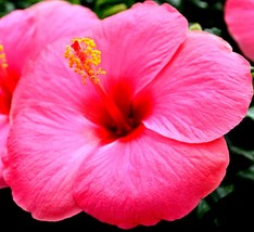 USA SELLER Madagascar Hibiscus Moscheutos Hibiscus Starter Seeds Rose Of... - $12.69