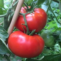 Delicious Tomato Seeds 100 Ct Vegetable World Record NON-GMO Us  - £3.27 GBP