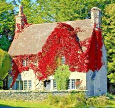 Virginia Creeper Seed Wall Cover Hardy Vine for garden - $4.69