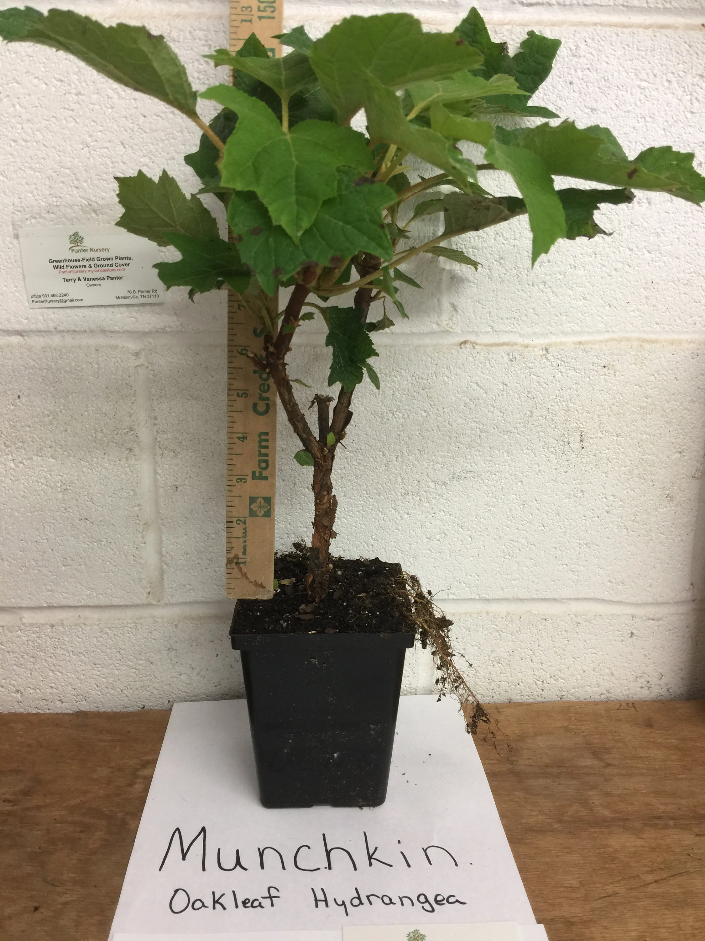 MUNCHKIN OAKLEAF HYDRANGEA 4" POT image 5