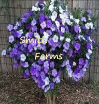 10 Seeds Brunfelsia Pauciflora Flowers Purple White Lavender Blooms Shrub Bush B - $12.49