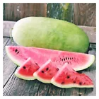  Charleston Grey Watermelon Seeds NON-GMO Heirloom heat tolerant  10+ Seeds - £7.85 GBP