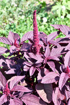 USA Midnight Red Amaranthus Cruentus Amaranth Flower Leaf Vegetable 500 Seeds - $10.99