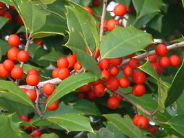 Fast Ship USA Seller 20 Mae American Holly Seeds Ilex Opaca Mae - $9.80