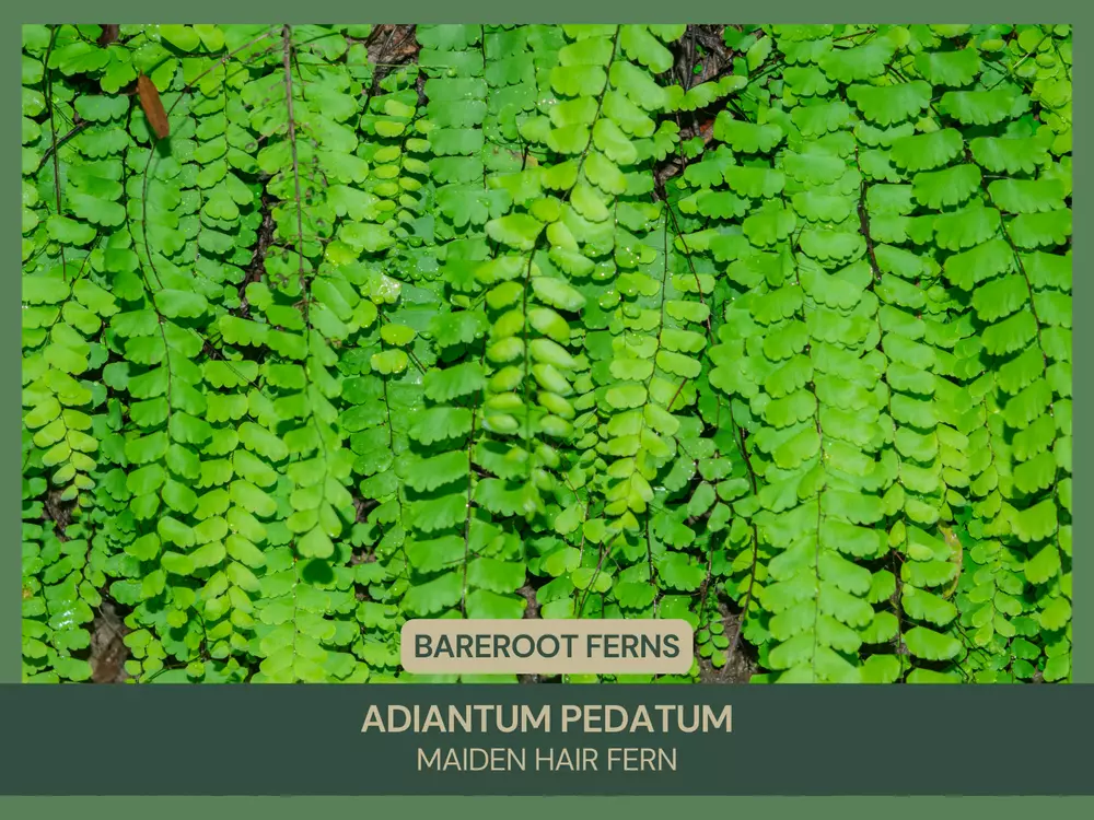 Adiantum pedatum 3Maidenhair Fern Bareroot Plant Native Fern - $39.39