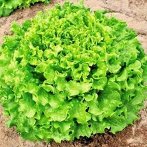 600 Salad Bowl Lettuce Seeds Organic Spring Fall Vegetable Patio Contain... - $14.50