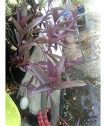 5 Purple Heart Wandering Jew Cuttings  (NO ROOTS) Tradescantia Pallida Purpurea - $5.99