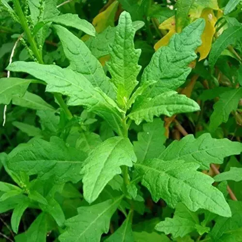 Semilir 100 Epazote Seeds Dysphania Ambrosioides Culinary Vegetable Supp... - €8,66 EUR