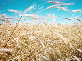 VP Common Barley Hordeum Vulgare Grain Grass Cover Crop Beer 100 Seeds - £3.84 GBP