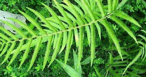 Cyclosorus aridus fern