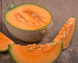 50 Top Mark Melon Seeds Non-Gmo Fast Shipping - $8.99