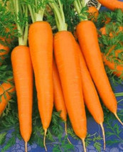 LWSTORE Carrot Seeds Danvers 126 Carrot Seeds Non Gmo Carrots Delicious 100Ct US - £6.50 GBP