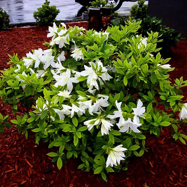 1 Live Plant Encore Autumn Angel Reblooming Azalea Stater Plant - £68.75 GBP