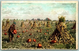 Golden Harvest Corn Pumpkins UNP Detroit Publishing Agriculture DB Postcard I3 - £8.50 GBP