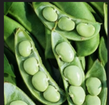 FORDHOOK LIMA BEAN   20  Seeds - £7.83 GBP