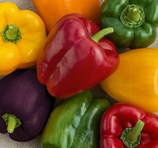 Rainbow Bell Pepper Seeds Mix 30+ Red Orange Purple Yellow White - £7.90 GBP
