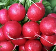 Cherry Belle Radish 25 Seeds Gardening Fresh USA Seller - £5.84 GBP