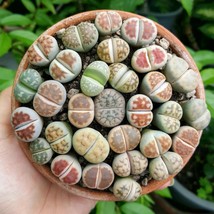 Exotic Lithops Schwantesii v.urikosensis Seeds (10) - Start Your Own Living Ston - £7.57 GBP