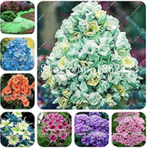 Plants 200Pcs Phlox Phlox Flower Plant Semenata Of Flowers Color Mixed N... - $13.80