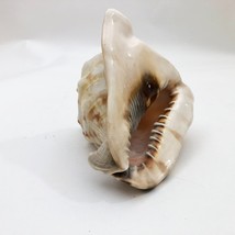Horned Tiger Striped Conch Shell 7x5x5 inches Vintage large - $731.94 MXN