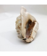 Horned Tiger Striped Conch Shell 7x5x5 inches Vintage large - $731.94 MXN