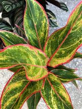 LIVE PLANT Aglaonema Siam Chinese Evergreen~Houseplant Christmas 7&quot; tall - £19.98 GBP