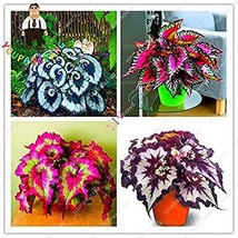100 pcs Bonsai Coleus Foliage Plants Perfect Color Arc-Dragon Beautiful Flower P - £7.08 GBP