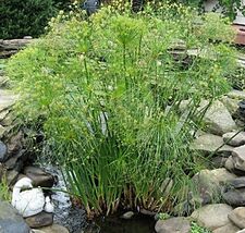 DWARF PAPYRUS POND PLANT Aquatic Pond Live Plant  SUPER PRICE!!!!!! - $272.22 MXN